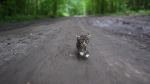 Piccolo Gattino Corre Lungo Una Strada Sterrata Nella Foresta Gattino — Video Stock