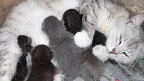 Mama Kat Naast Kittens Kleine Pasgeboren Kittens Met Gesloten Ogen — Stockvideo