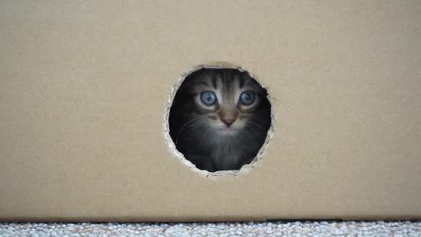 Gatito Saliendo Del Agujero Una Caja Cartón Gato Esconde Refugio — Vídeo de stock