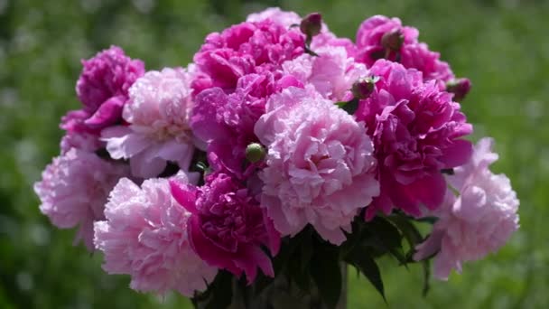 Bellissimo Bouquet Fiori Peonie Rosa Giardino Ruota Vicino Peonie Colorate — Video Stock