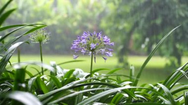 Agapanthus praecox, tropikal yağmur sırasında mavi zambak çiçeği, yakın çekim. Afrika zambağı ya da Nil zambağı, Amarillidaceae familyasının popüler bahçe bitkisidir. Tanzanya, Doğu Afrika
