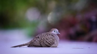 Vahşi güvercin ya da dökülen çingene kuşu ya da dağ güvercini ya da inci boyunlu güvercin ya da Singapur botanik parkındaki benekli güvercin.