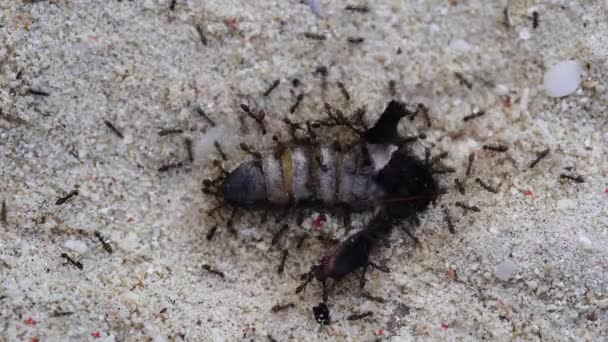 Små Sorte Myrer Trækker Stor Død Sommerfugl Sandet Zanzibar Øen – Stock-video