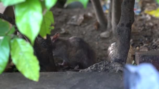马来西亚婆罗洲岛Kota Kinabalu市 一只野生老鼠在街头市场附近的地面上打洞 — 图库视频影像