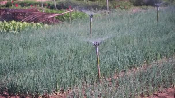 Primer Plano Del Riego Cebollas Verdes Jardín Gotas Agua Aldea — Vídeos de Stock