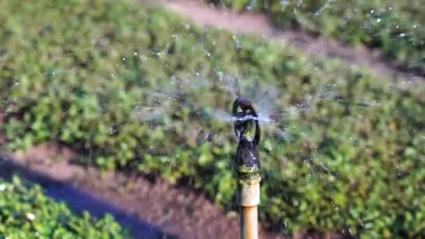 位于越南海安市附近的素食村 在花园内的绿葱浇水的特写下了水滴 蔬菜和草药自动浇水系统 — 图库视频影像