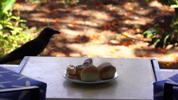 Crow Robó Pastel Mesa Resort Tropical Sharm Sheikh Egipto Cerca — Vídeos de Stock