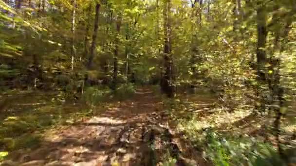 Переліт Через Лісову Дорогу Осіннього Сонячного Дня Дерева Формують Тунель — стокове відео