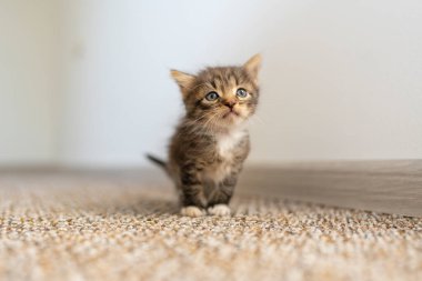 Yeni doğmuş küçük gri kedi yavrusu kediyi bekliyor. Şirin, komik ev hayvanları. Evcil hayvanı kapatın. Evde, evde bir aylık bir yavru kedi.