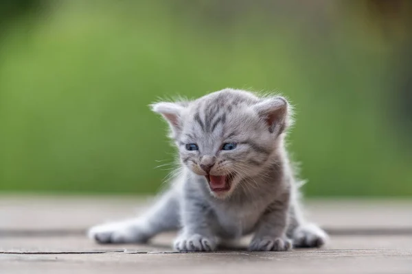 Ένα Μικρό Νεογέννητο Γκρι Γατάκι Περιμένει Γάτα Χαριτωμένα Αστεία Κατοικίδια — Φωτογραφία Αρχείου