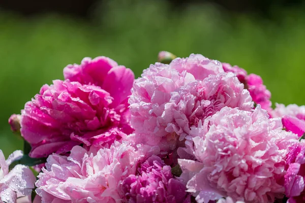 Bellissimo Bouquet Fiori Peonie Rosa Con Gocce Pioggia Giardino Ucraina — Foto Stock