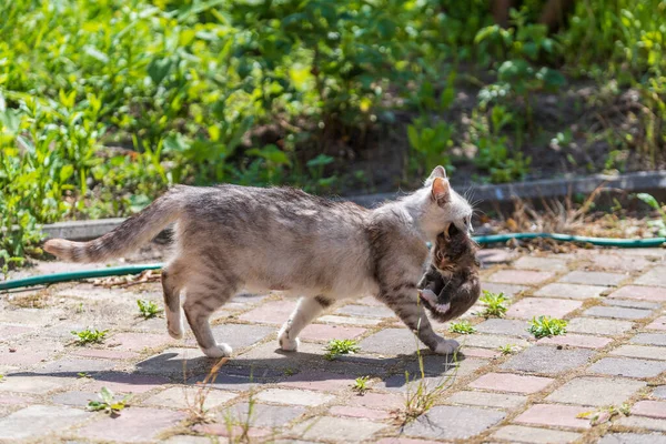 Mãe Gato Correndo Com Gatinho Recém Nascido Sua Boca Fora Imagem De Stock