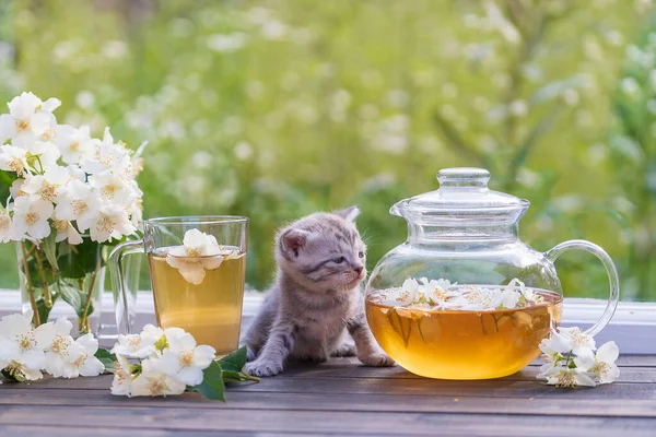 Yeni Doğmuş Küçük Gri Kedi Yavrusu Cam Çaydanlıktaki Bitki Çayının Telifsiz Stok Imajlar