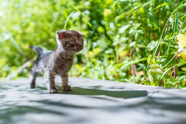 Petit Chaton Gris Nouveau Attend Chat Animaux Domestiques Drôles Mignons Photos De Stock Libres De Droits