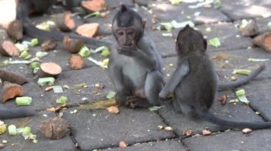 Ubud, Bali, Endonezya 'daki kutsal maymun ormanlarında vahşi maymun ailesi. Maymun orman parkı seyahat yerleri ve Asya 'da maymunların vahşi yaşam ortamında yaşadığı turistik yerler.