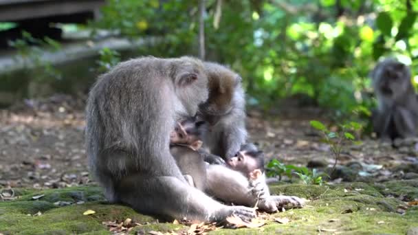 Vild Apfamilj Helig Apskog Ubud Bali Indonesien Monkey Forest Park — Stockvideo