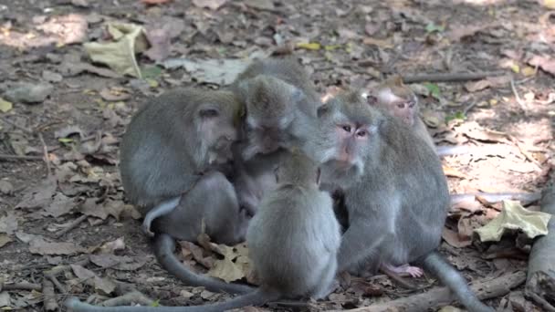 Familia Monos Salvajes Bosque Sagrado Monos Ubud Isla Bali Indonesia — Vídeo de stock