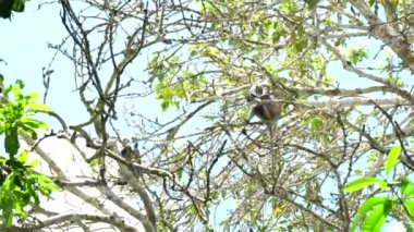 Vahşi kırmızı kolobus maymunu, Doğu Afrika, Tanzanya 'nın Zanzibar adasındaki tropikal ormanın dalında oturuyor.
