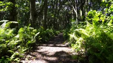 Yürüyüş yolu ve vahşi yaşam ile orman açık güneşli bir günde Zanzibar adasında, Tanzanya, Doğu Afrika