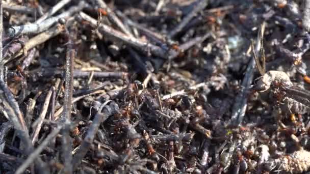 Grande Formigueiro Floresta Grande Formigueiro Com Colônia Formigas Floresta Verão — Vídeo de Stock