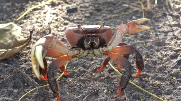 红螃蟹在坦桑尼亚桑给巴尔岛红树林森林附近的海滩上 靠近点 — 图库视频影像