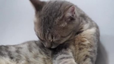 Güzel gri tekir kedi patisini yalıyor ve kendini temizliyor.
