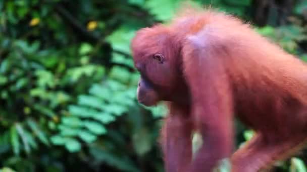 Wild Endangered Orangutan Rainforest Island Borneo Malaysia Close Orangutan Monkey — Stock Video