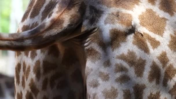 Schwanz Und Hinterkörper Der Afrikanischen Giraffe Aus Nächster Nähe Afrikanische — Stockvideo