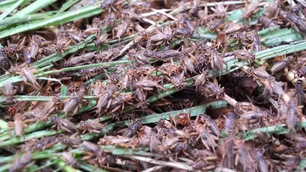 Mnoho Cvrčků Hmyzí Farmě Dalat Vietnam Zblízka — Stock video
