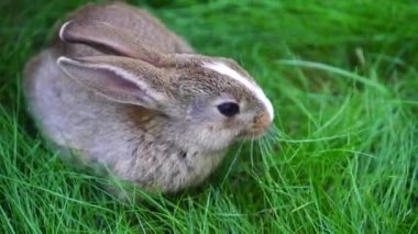 Yeşil çimenlerin üzerinde genç, şirin bir tavşan, yakın çekim. Hayvanlar ve doğa kavramı. Kyiv, Ukrayna