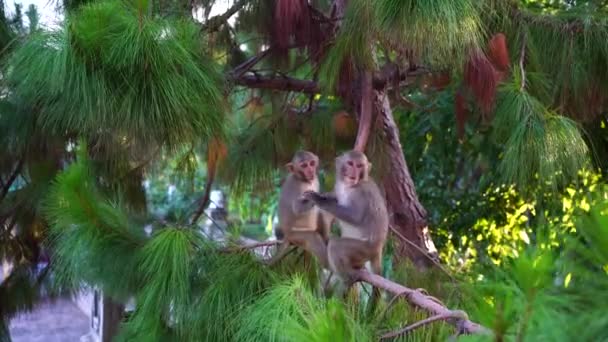 在越南大农市附近的热带雨林里 年幼的野生猴子在一棵针叶树上 野生猴子家族在大自然中 — 图库视频影像