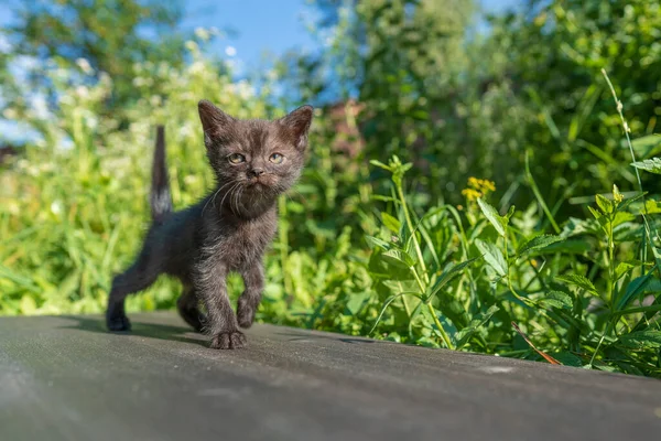 新生的黑灰小猫在等那只猫 有趣的家养宠物 把家畜关起来 1个月大的小猫生活在大自然中 — 图库照片