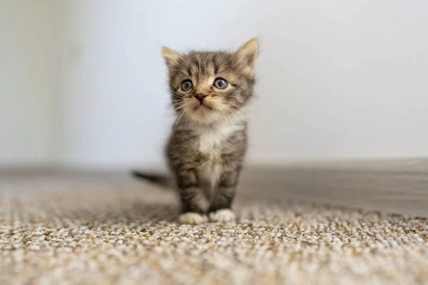 Pequeno Gatinho Cinzento Recém Nascido Está Esperando Gato Bonitos Animais Fotos De Bancos De Imagens