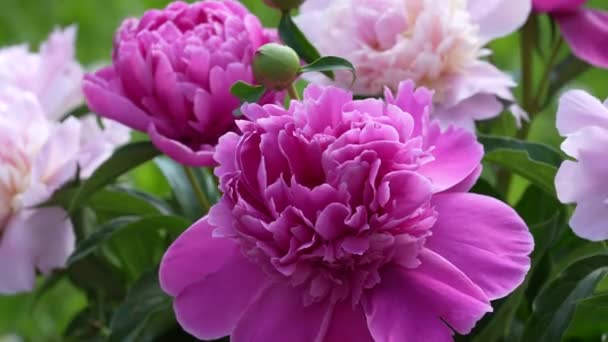 Vacker Bukett Blommor Rosa Pioner Trädgården Ukraina Färgglada Pioner Svajar — Stockvideo