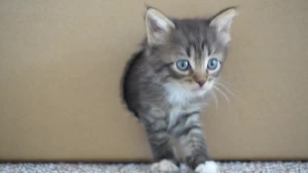 Een Klein Katje Dat Uit Een Kartonnen Doos Stapt Kat — Stockvideo