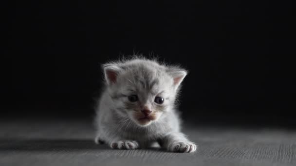 Lilla Nyfödda Grå Kattunge Väntar Katten Söta Roliga Husdjur Närbild — Stockvideo