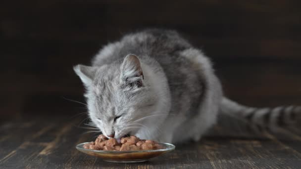 かわいい灰色の猫は皿からぬれた食べ物を食べ 閉じます 健康な猫は食欲のある食べ物を食べる — ストック動画