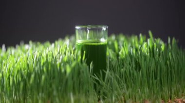 Yeşil filizlenmiş buğday tanelerinin çimenlerinden sağlıklı organik yeşil detoks suyu, yakın çekim, dönüşümlü. Yeşil yapraklar taze buğday ve buğday suyu