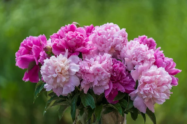 Beautiful Bouquet Flowers Pink Peonies Rain Drops Garden Ukraine Colorful — Stock Photo, Image