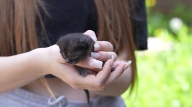 Yeşil filizlenmiş buğday tanelerinin arka planı, yakın plan, dönüyor. Sağlıklı gıda konsepti. Toprakta yetişen genç yeşil buğday bitkileri. Genç buğdayın yeşil yaprakları