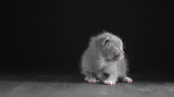 新生児の灰色の子猫が猫を待っている かわいい面白い家のペット 家畜を閉めろ 人生の2週間で子猫 — ストック動画