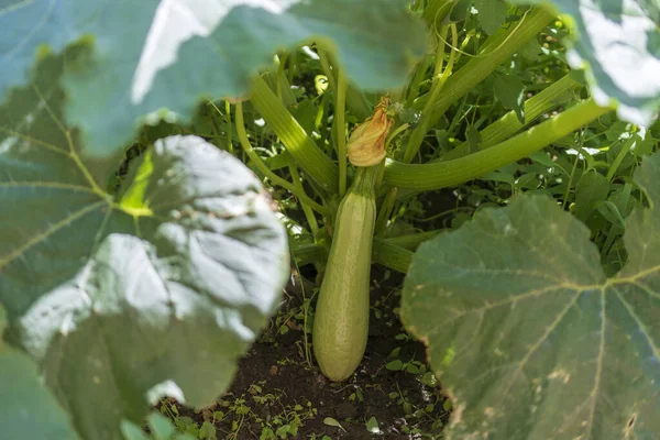Fresh Organic Green Zucchini Grows Garden Leaves Close Vegetable Village — Stock fotografie