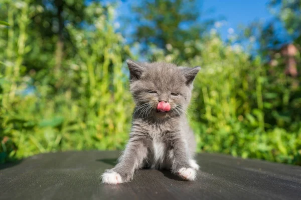 新生児の灰色の子猫が猫を待っている かわいい面白い家のペット 家畜を閉めろ 自然の中での生活の1ヶ月で子猫 — ストック写真
