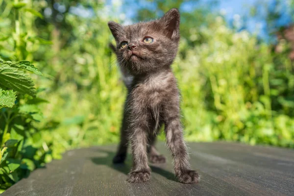 Bayi Kucing Hitam Abu Abu Yang Baru Lahir Sedang Menunggu — Stok Foto