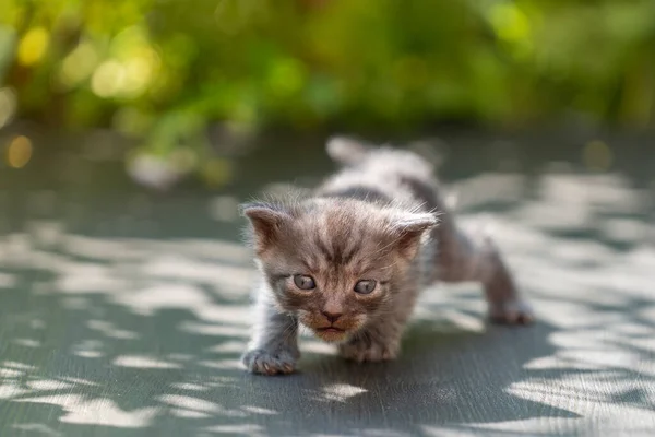 Yeni Doğmuş Küçük Gri Kedi Yavrusu Kediyi Bekliyor Şirin Komik — Stok fotoğraf
