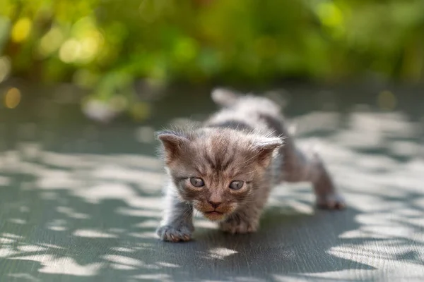 新生児の灰色の子猫が猫を待っている かわいい面白い家のペット 家畜を閉めろ 自然の中での生活の1ヶ月で子猫 — ストック写真