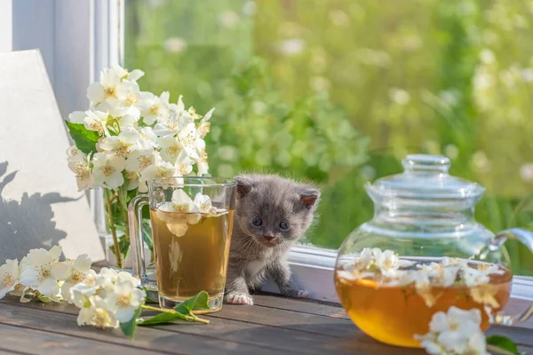 Piccolo Gattino Grigio Appena Nato Vicino Alla Tisana Una Teiera — Foto Stock