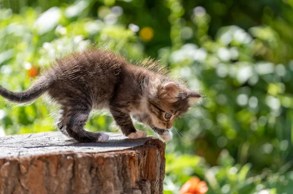 Ένα Μικρό Νεογέννητο Γκρι Γατάκι Περιμένει Γάτα Χαριτωμένα Αστεία Κατοικίδια Royalty Free Φωτογραφίες Αρχείου