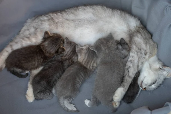 Mamma Katt Bredvid Kattungar Små Nyfödda Kattungar Med Mamma Tre Stockfoto