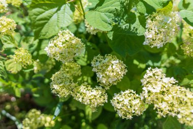 Beyaz ortanca çiçekleri yaz bahçesinde çiçek açıyor. Yaz arkaplanı,